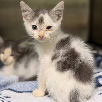 Ash -  Domestic Short Hair Cat for Adoption in Fort Smith, Arkansas - Ash | PetCurious
