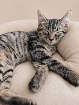 Magnolia -  Domestic Short Hair Cat for Adoption in Oswego, South Carolina - Magnolia | PetCurious