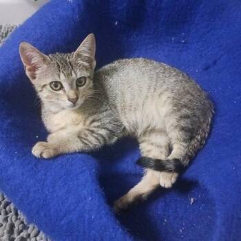 0826-68 Jill -  Domestic Short Hair Cat for Adoption in Abingdon, Maryland - 0826-68 Jill | PetCurious