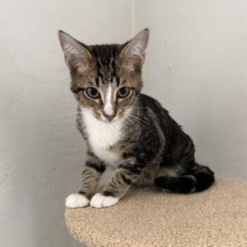 Mason -  Domestic Short Hair Cat for Adoption in Buffalo, New York - Mason | PetCurious