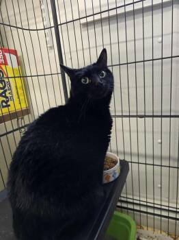 Domestic Short Hair Cats Available for Adoption in Winthrop, Maine - Mecca | PetCurious