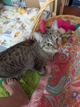 Princess -  Domestic Short Hair Cat for Adoption in Melrose, Massachusetts - Princess | PetCurious