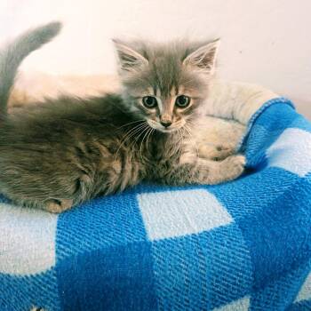 Squeak -  Domestic Long Hair Cat for Adoption in Long Beach, California - Squeak | PetCurious