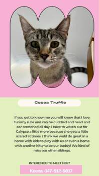 Cocoa truffle -  Domestic Short Hair Cat for Adoption in Coral Gables, Florida - Cocoa Truffle | PetCurious