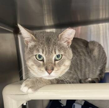 American Shorthair Cats Available for Adoption - Aspen | PetCurious