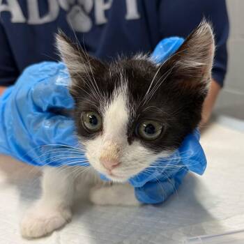 Sullivan -  Domestic Short Hair Cat for Adoption in Summerville, South Carolina - Sullivan | PetCurious