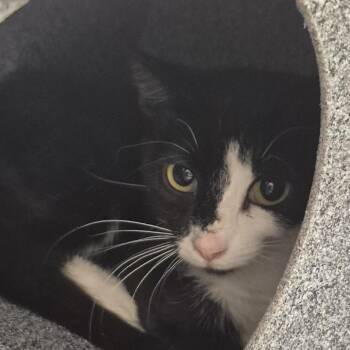 Parka -  Domestic Short Hair Cat for Adoption in Salt Lake City, Utah - Parka | PetCurious