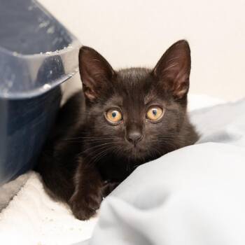 Domestic Short Hair Cats Available for Adoption in Los Angeles, California - Morticia | PetCurious