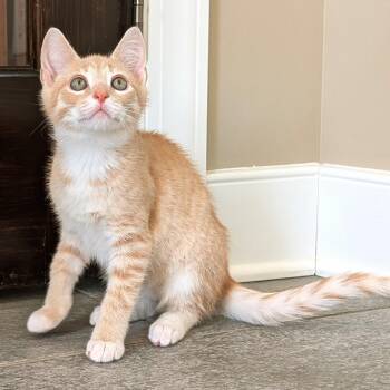 Zephyrus -  Domestic Short Hair Cat for Adoption in Richmond, Virginia - Zephyrus | PetCurious