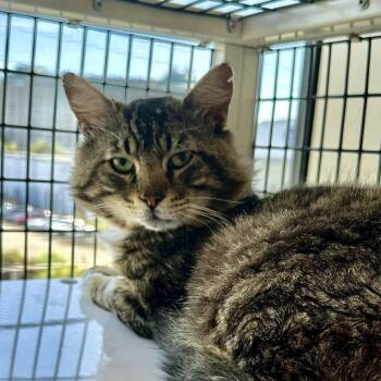 Elvis -  Domestic Short Hair Cat for Adoption in Burlingame, California - Elvis | PetCurious