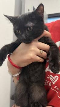 Demetrius -  Domestic Short Hair Cat for Adoption in West Chester, Pennsylvania - Demetrius | PetCurious