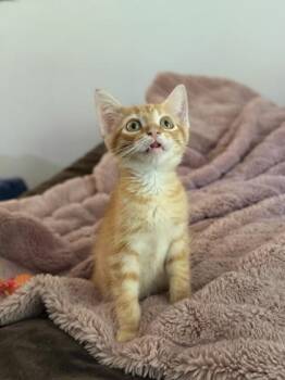 Teddy Tinybeans -  Domestic Short Hair Cat for Adoption in Kansas City, Missouri - Teddy Tinybeans | PetCurious