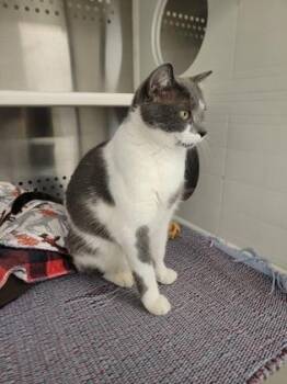 Hendrix -  Domestic Short Hair Cat for Adoption in Fergus Falls, Minnesota - Hendrix | PetCurious