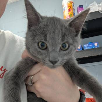Zack -  Domestic Short Hair Cat for Adoption in Indianapolis, Indiana - Zack | PetCurious