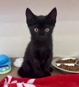 Chocolate -  Domestic Short Hair Cat for Adoption in Bellevue, Washington - Chocolate | PetCurious
