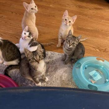 Roughy -  Tabby and Domestic Short Hair Cat for Adoption in Knoxville, Tennessee - Roughy | PetCurious