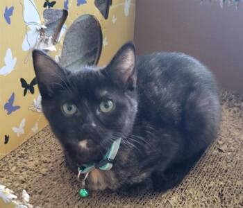 Domestic Short Hair Cats Available for Adoption in Westminster, Maryland - JASMINE | PetCurious