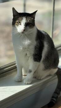 Leroy -  Domestic Short Hair Cat Available for Adoption in Mckinney, Texas - Leroy | PetCurious