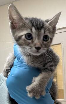 Dallas -  Domestic Short Hair Cat Available for Adoption in Honolulu, Hawaii - Dallas | PetCurious