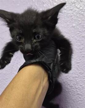 61487548 -  Domestic Short Hair Cat for Adoption in El Paso, Texas - 61487548 | PetCurious