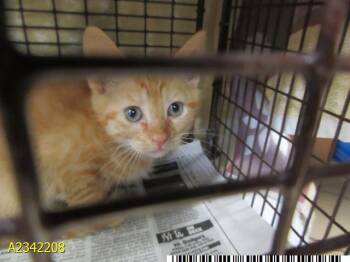 SOBA -  Domestic Short Hair Cat for Adoption in West Palm Beach, Florida - SOBA | PetCurious