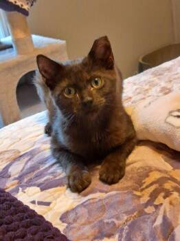 Rescue Domestic Short Hair Cats for Adoption in Penns Grove, New Jersey - Mocha | PetCurious