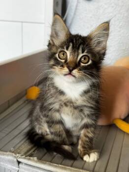 Rescue Domestic Short Hair Cats for Adoption in Bonsall, California - Rumi 4895 | PetCurious