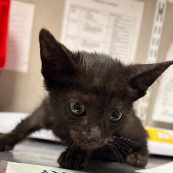 Rescue Domestic Short Hair Cats for Adoption in Yuma, Arizona - Honda | PetCurious
