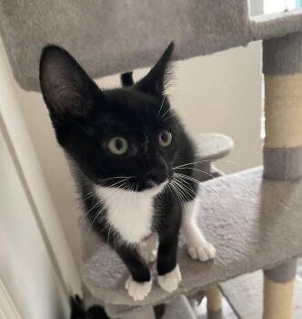 Mashed Potato -  Domestic Short Hair Cat for Adoption in Oviedo, Florida - Mashed Potato | PetCurious