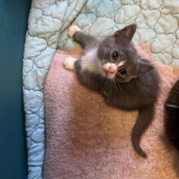 Sparkle ~ C70158 -  Domestic Short Hair Cat for Adoption in Minnetonka, Minnesota - Sparkle ~ C70158 | PetCurious