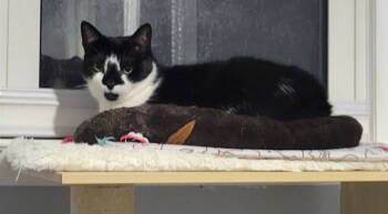 Rescue Domestic Short Hair Cats for Adoption in Delran, New Jersey - Sophie | PetCurious