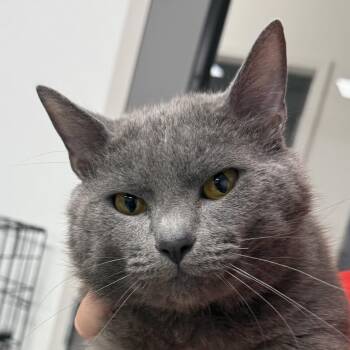 Flynn -  Domestic Short Hair Cat for Adoption in Youngstown, Ohio - Flynn | PetCurious