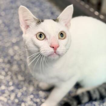 Coco -  Domestic Short Hair Cat for Adoption in Jackson Township, New Jersey - Coco | PetCurious