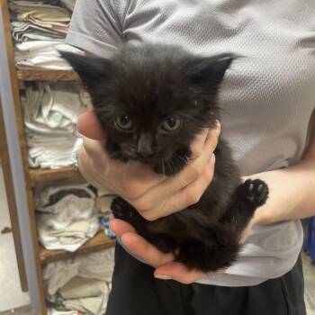 Pinch -  Domestic Long Hair Cat for Adoption in Branson, Missouri - Pinch | PetCurious