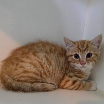 Rebel -  Domestic Short Hair Cat for Adoption in Jefferson City, Tennessee - Rebel | PetCurious