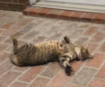 Rescue Tabby Cats for Adoption in Metairie, Louisiana - Super Sweet Momma Cat Wants A Home | PetCurious