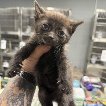 Huckleberry -  Domestic Short Hair Cat for Adoption in Marion, Virginia - Huckleberry | PetCurious