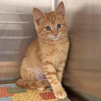 Acadia -  Domestic Short Hair Cat for Adoption in Hailey, Idaho - Acadia | PetCurious