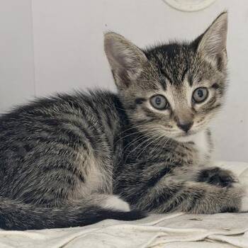 Tabasco -  Domestic Short Hair Cat for Adoption in Tyler, Texas - Tabasco | PetCurious