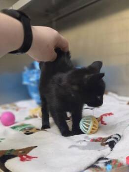 Orchid -  Domestic Short Hair Cat for Adoption in Westland, Michigan - Orchid | PetCurious