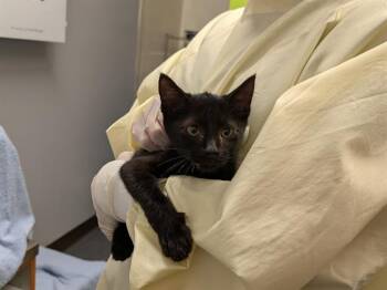 GEORGE -  Domestic Short Hair Cat for Adoption in Kent, Washington - GEORGE | PetCurious