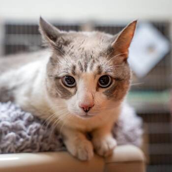 Domestic Short Hair Cats Available for Adoption in Gainesville, Georgia - Pearl | PetCurious