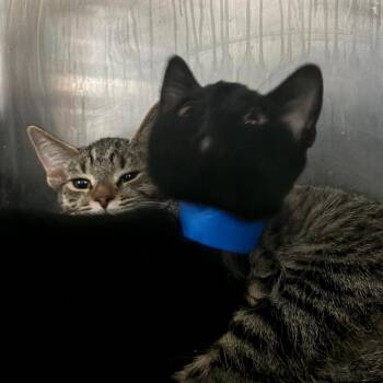 Domestic Short Hair Cats Available for Adoption in Lakeland, Florida - OZ | PetCurious