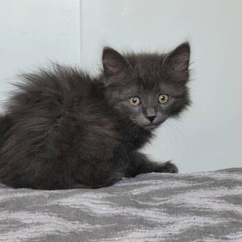 Rykky -  American Shorthair Cat Available for Adoption in Hagaman, New York - Rykky | PetCurious