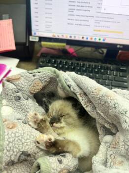 Edinburgh -  Domestic Short Hair Cat for Adoption in Shorewood, Illinois - Edinburgh | PetCurious