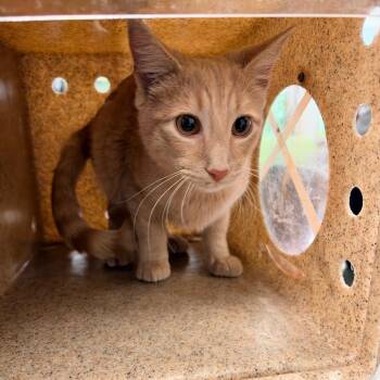 Ottoman Steve -  Domestic Short Hair Cat for Adoption in Philadelphia, Pennsylvania - Ottoman Steve | PetCurious