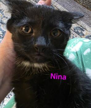 Nina -  Domestic Short Hair Cat for Adoption in Jamesville, New York - Nina | PetCurious