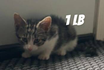 Millie -  Domestic Short Hair Cat for Adoption in Darien, Georgia - Millie | PetCurious
