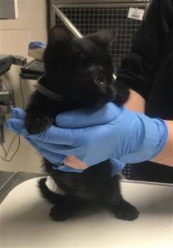 A431803 -  Domestic Short Hair Cat for Adoption in Conroe, Texas - A431803 | PetCurious