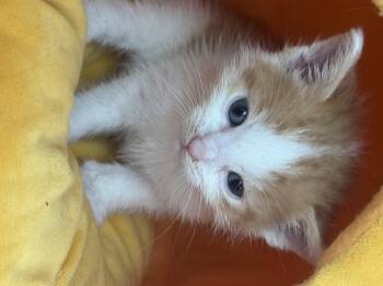 Monet -  Domestic Short Hair Cat for Adoption in Houston, Texas - Monet | PetCurious